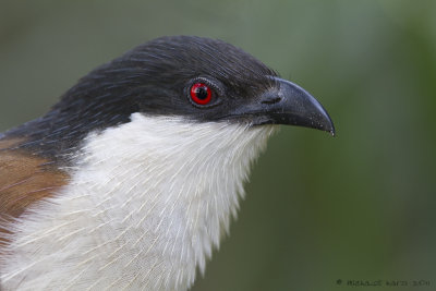 Senegal Coucal