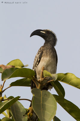 Grey Hornbill