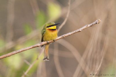 Little Bee-eater