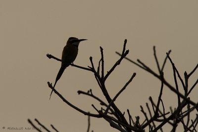 White-throated Bee-eater