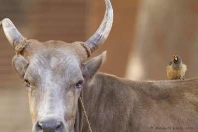 Yellow-billed Oxpecker