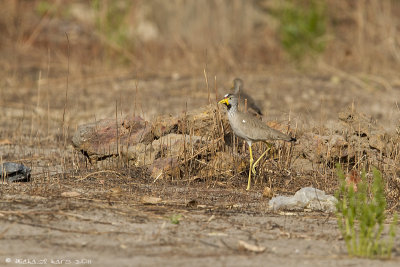 Wattled Plover