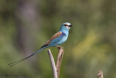 Abyssinian Roller