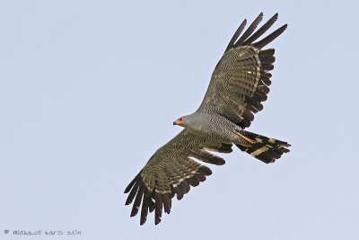 African Harrier Hawk