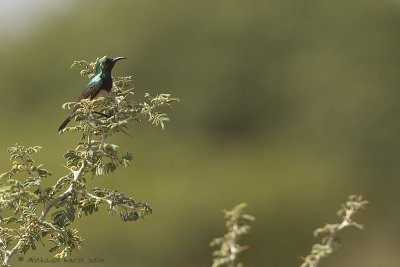 Variable Sunbird