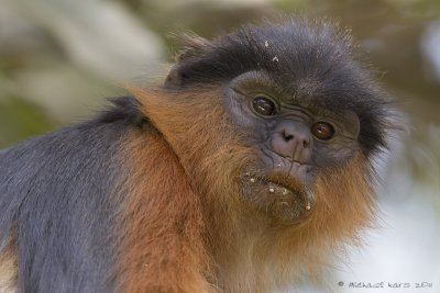 Western Red Colobus