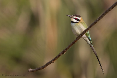 White-throated Bee-eater