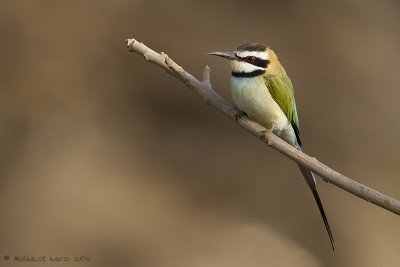 White-throated Bee-eater