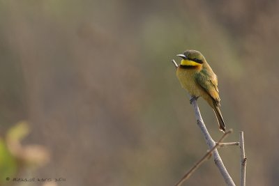 Little Bee-eater