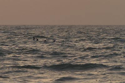 Grey-headed Gull
