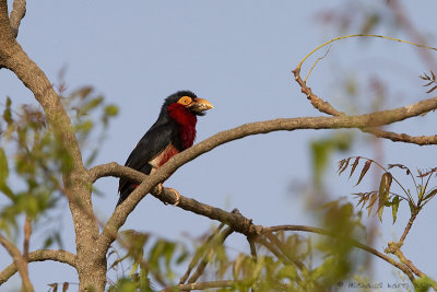 Bearded Barbet