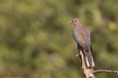 Lauging Dove