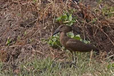 Hamerkop