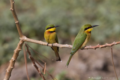 Little Bee-eater