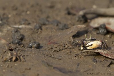 Ghost Crab
