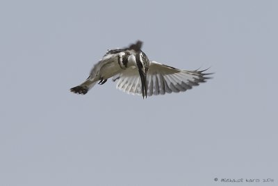 Pied Kingfisher