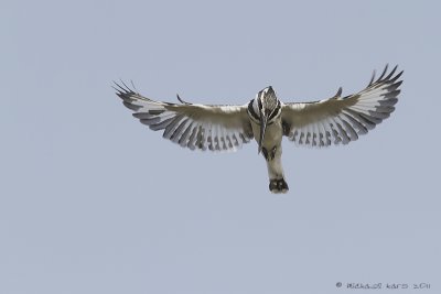 Pied Kingfisher