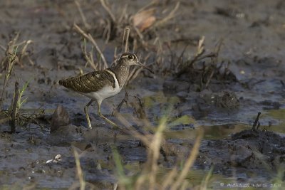 Greater Painted Snipe