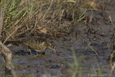 Greater Painted Snipe