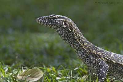 Nile Monitor