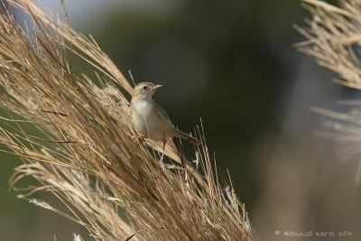 Zitting Cisticola