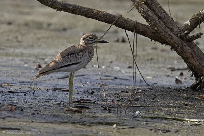Senegal Thick-knee