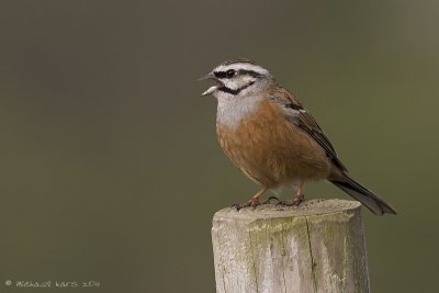 grijze gors - rock bunting