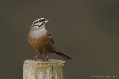 Rock Bunting - Grijze Gors