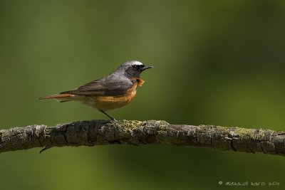 gekraagde Roodstaart - redstart