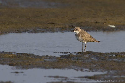 Greater Sand Plover - Woestijnplevier - Charadrius leschenaultii