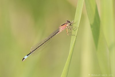 Blue-tailed Damsefly - Lantaarntje 