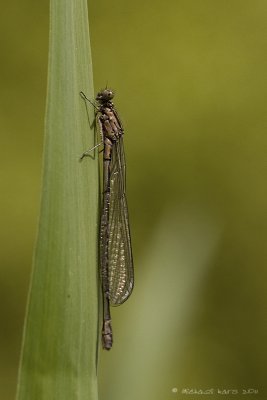 Common Blue Damselfly - Watersnuffel 