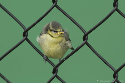 European Blue Tit - Pimpelmees
