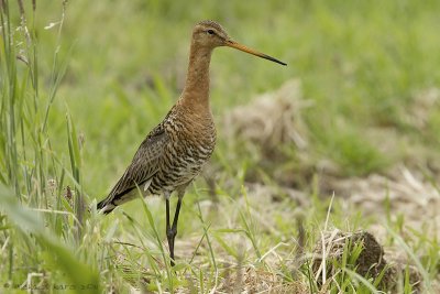 Black-tailed Godwit - Grutto