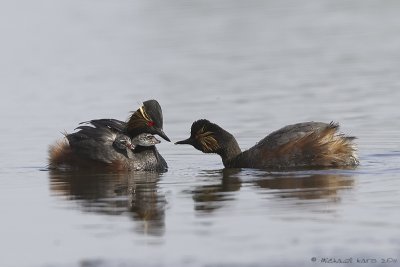 Black-necked Grebe - Geoorde Fuut 