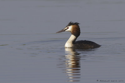 Great Crested Grebe - Fuut 
