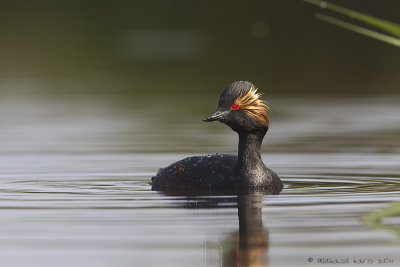 Black-necked Grebe - Geoorde Fuut 