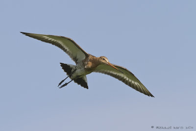 Black-tailed Godwit - Grutto