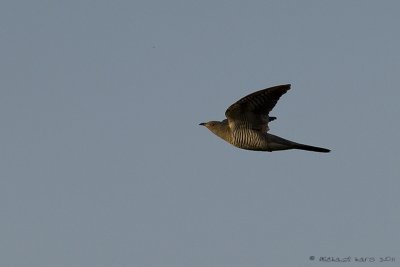 Cuckoo - Koekoek - Cuculus canorus