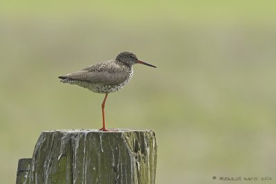 Common Redshank - Tureluur 