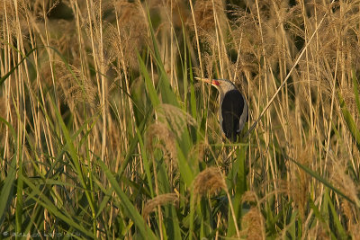 Little Bittern - Wouwaap