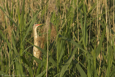 Little Bittern - Wouwaap
