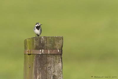 Pied Wagtail - Witte Kwikstaart - Motacilla alba