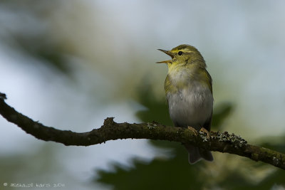 Wood Warbler - Fluiter