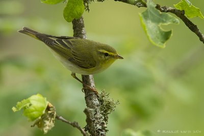 Wood Warbler - Fluiter