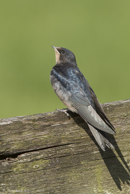  Barnswallow - Boeremzwaluw