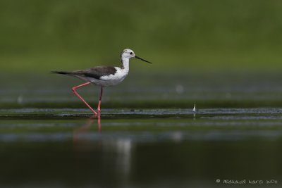 Black-winged Stilt - Steltkluut 