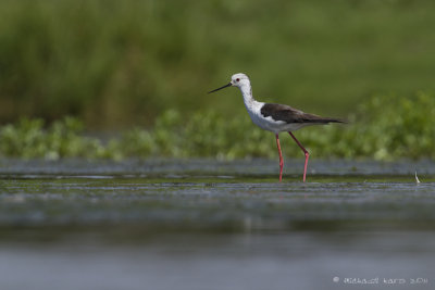 Black-winged Stilt - Steltkluut 