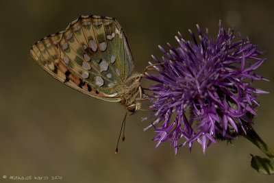 Dark Green Fritillary - Grote Parelmoervlinder 