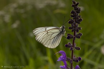 Black-veined White - Groot Geaderd Witje